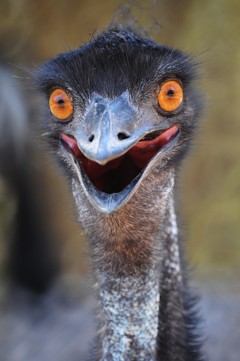 an emu with orange eyes and a big nose