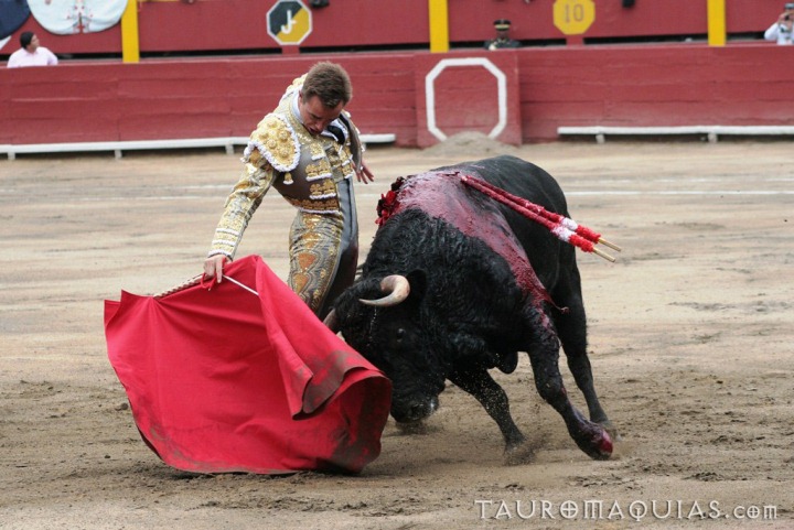 a matajuoro is trying to pull a bull during the competition