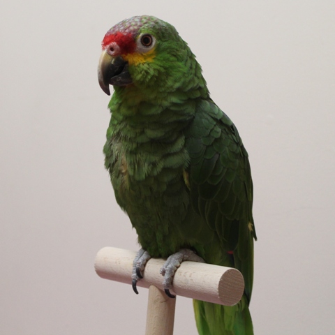 a green and red parrot perched on top of a wooden post