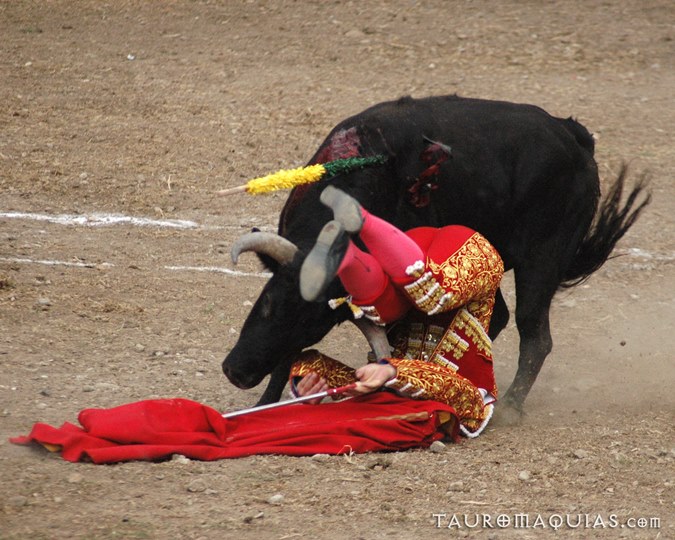 a young child is kneeling down to take a bull
