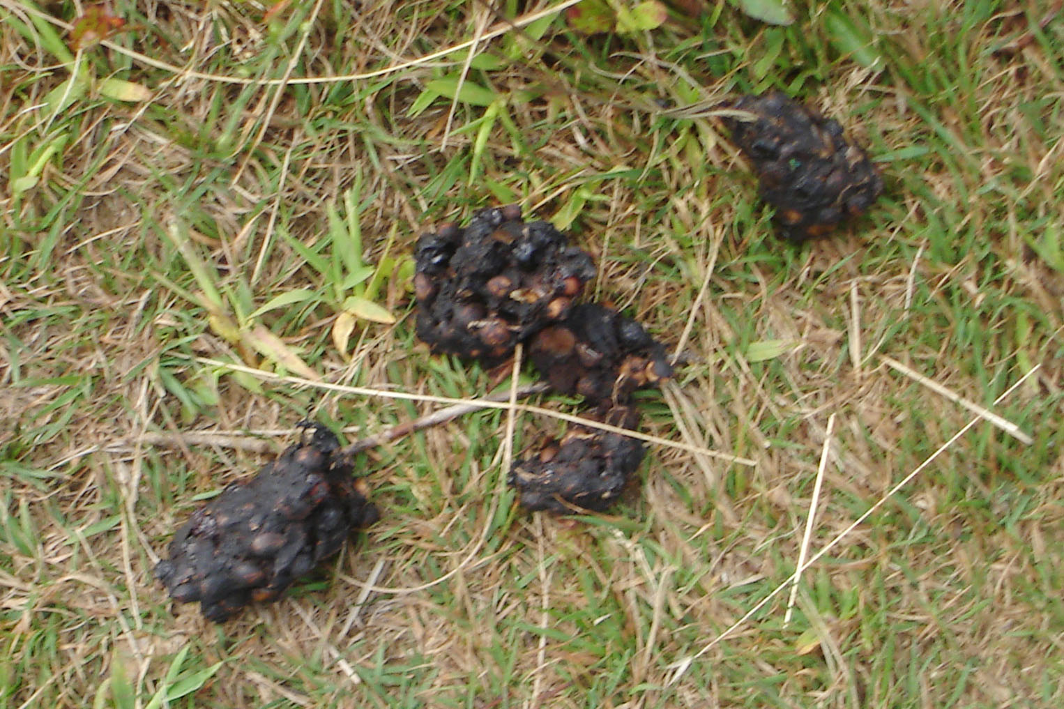 a group of black fruit in the grass
