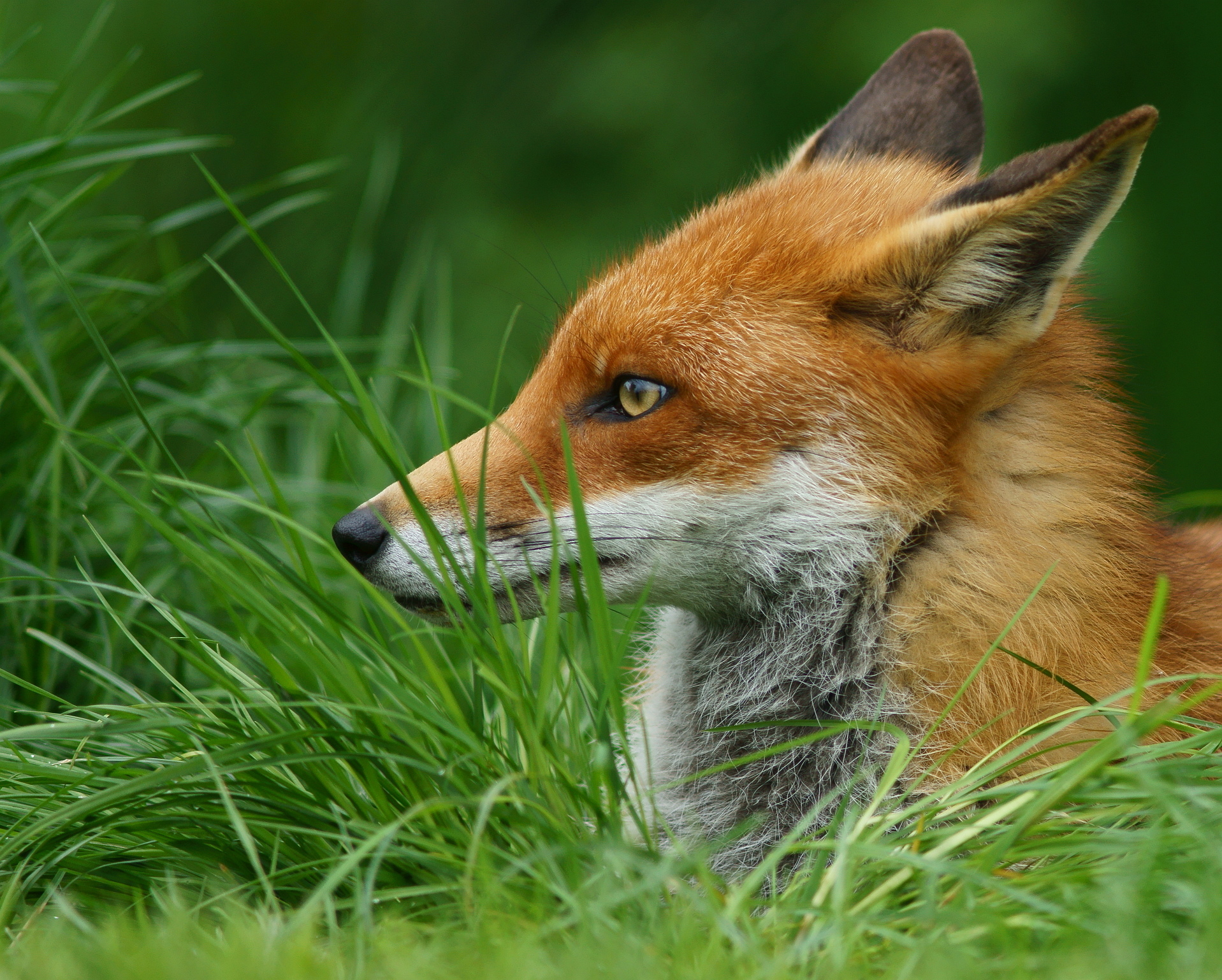 a close up view of a small fox head