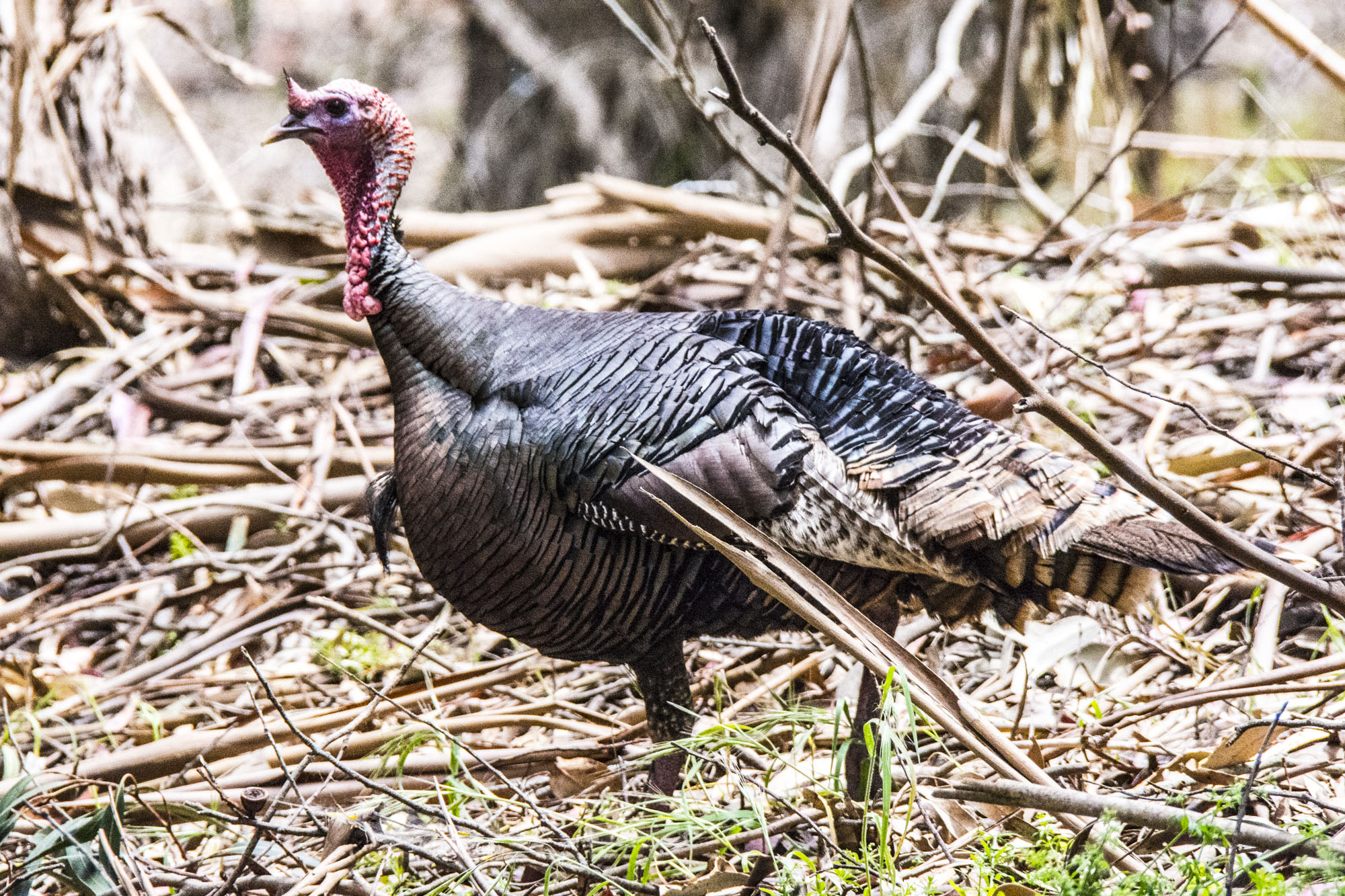 a black and grey turkey walking on a forest ground