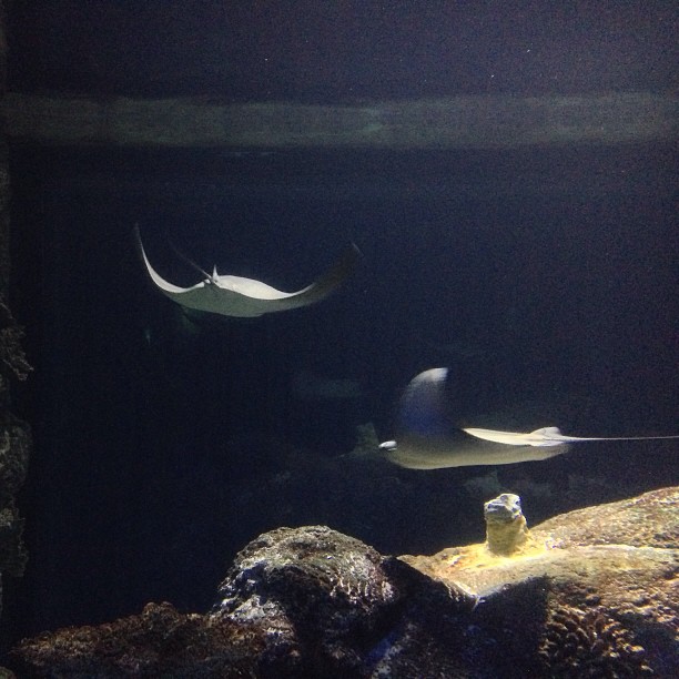 several fish swimming in an aquarium filled with water