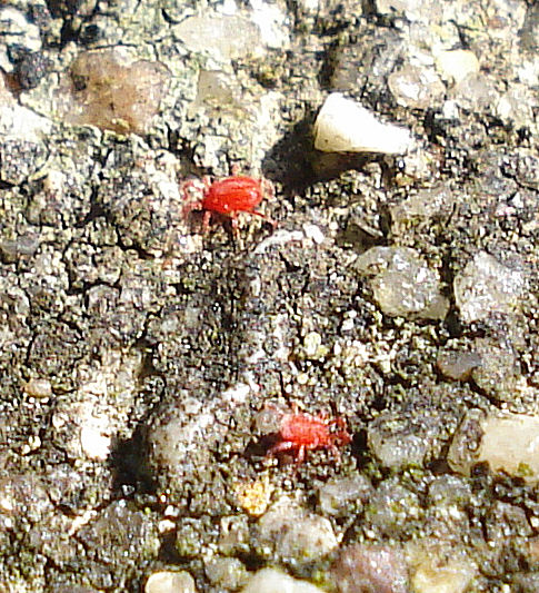 some red stuff that is sitting in the dirt