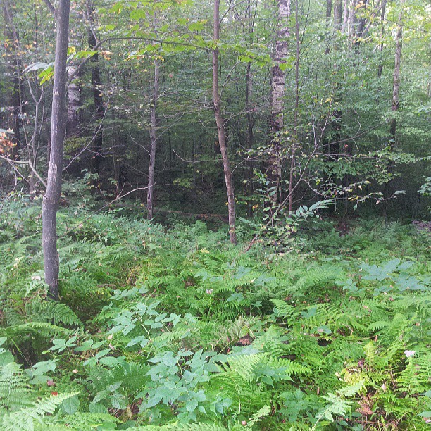 there are many ferns and other plants in the woods