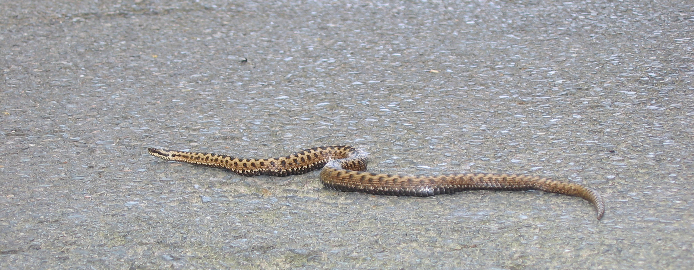 two snakes on asphalt with a water drop coming out