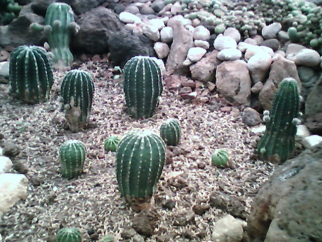 there are many cactuses on the rocks together