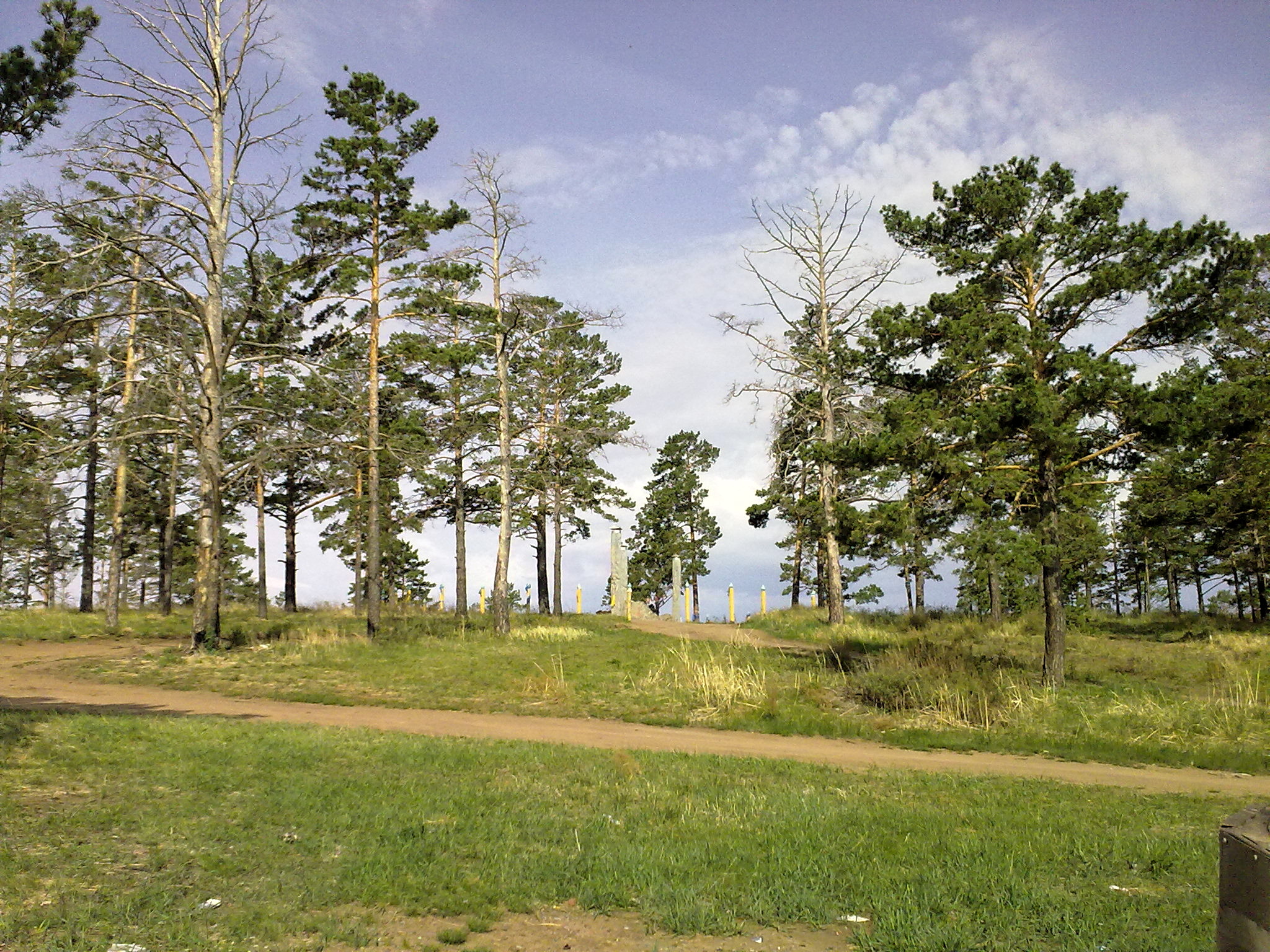 trees in a field and a trail on the side of it