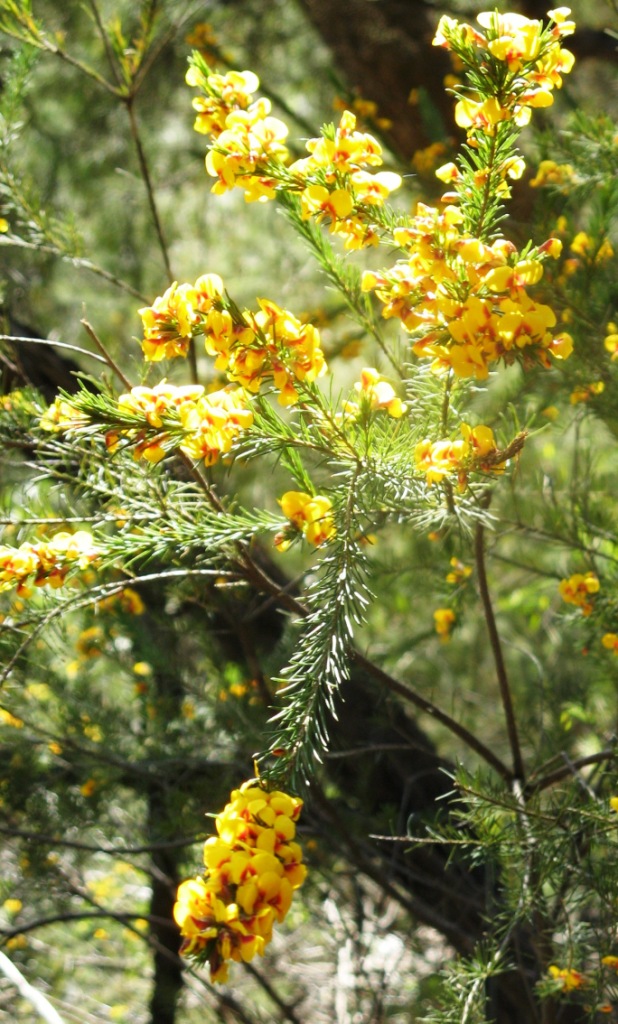 a bush with yellow flowers hanging off of it