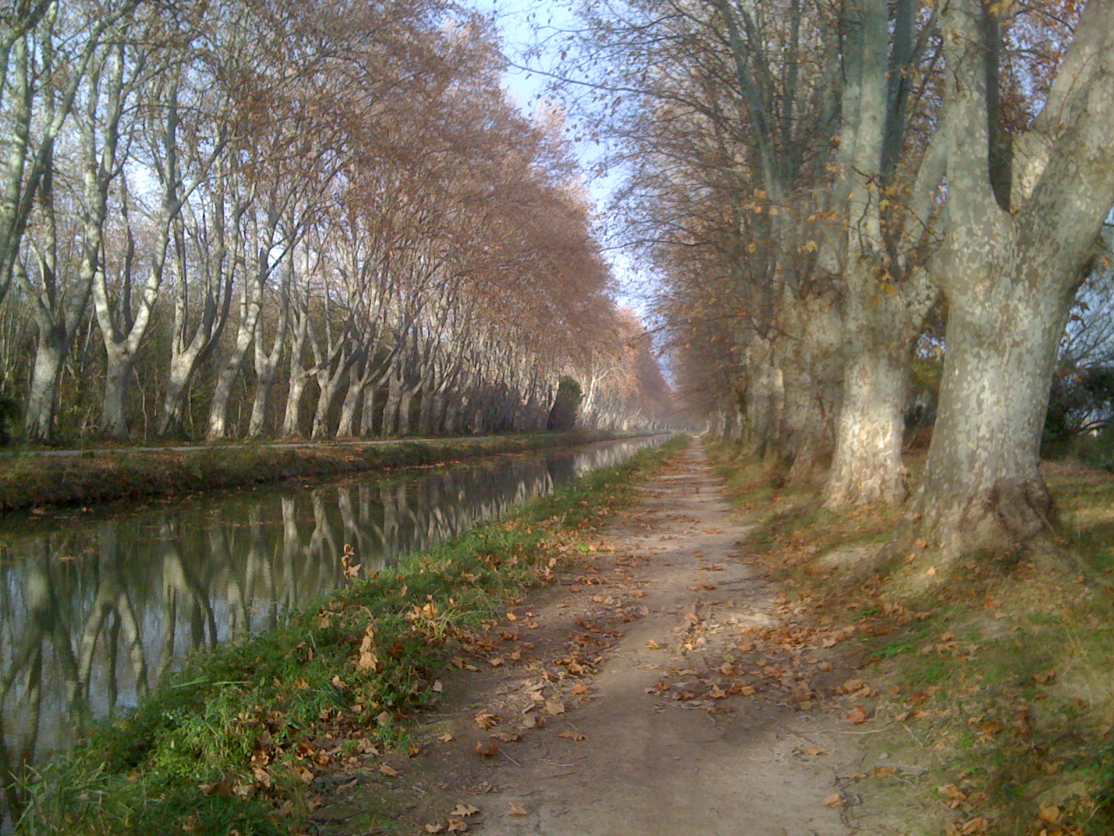 the road that runs through the leaf covered trees is next to the river