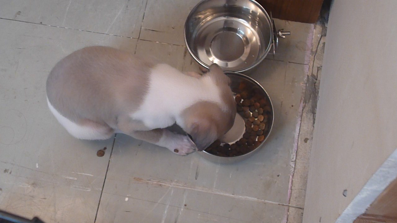 small dog eating food out of bowl on the floor