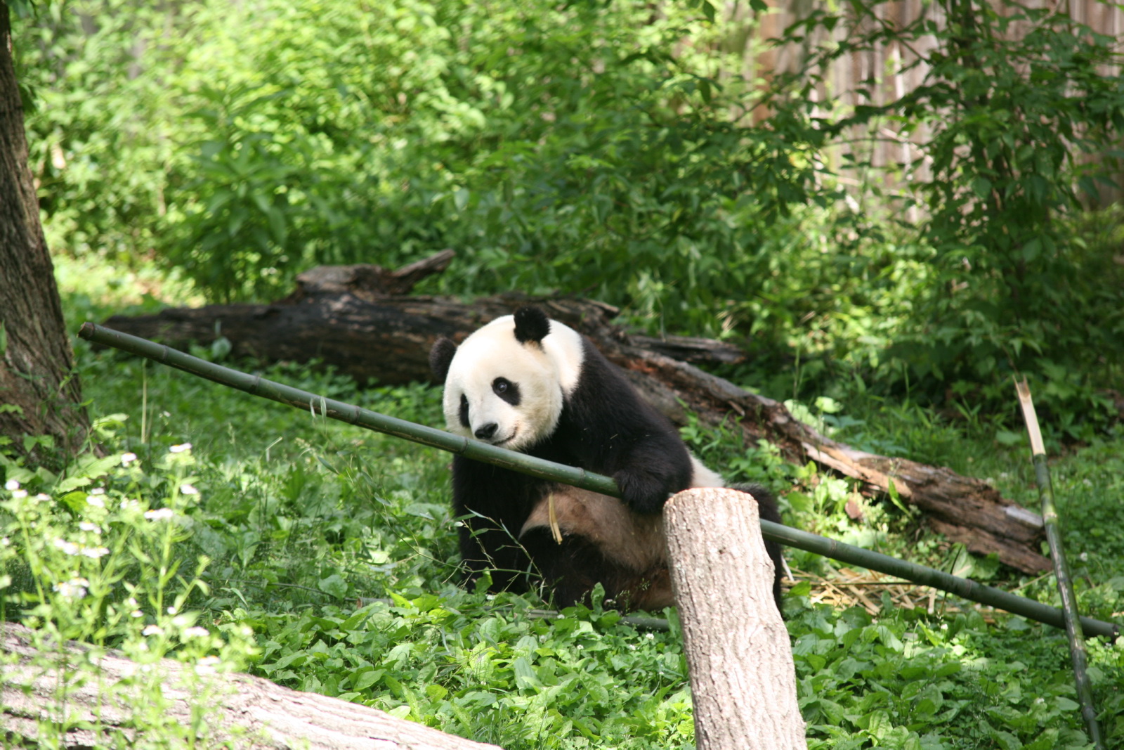 a panda bear sitting behind a wooden post in a grassy area