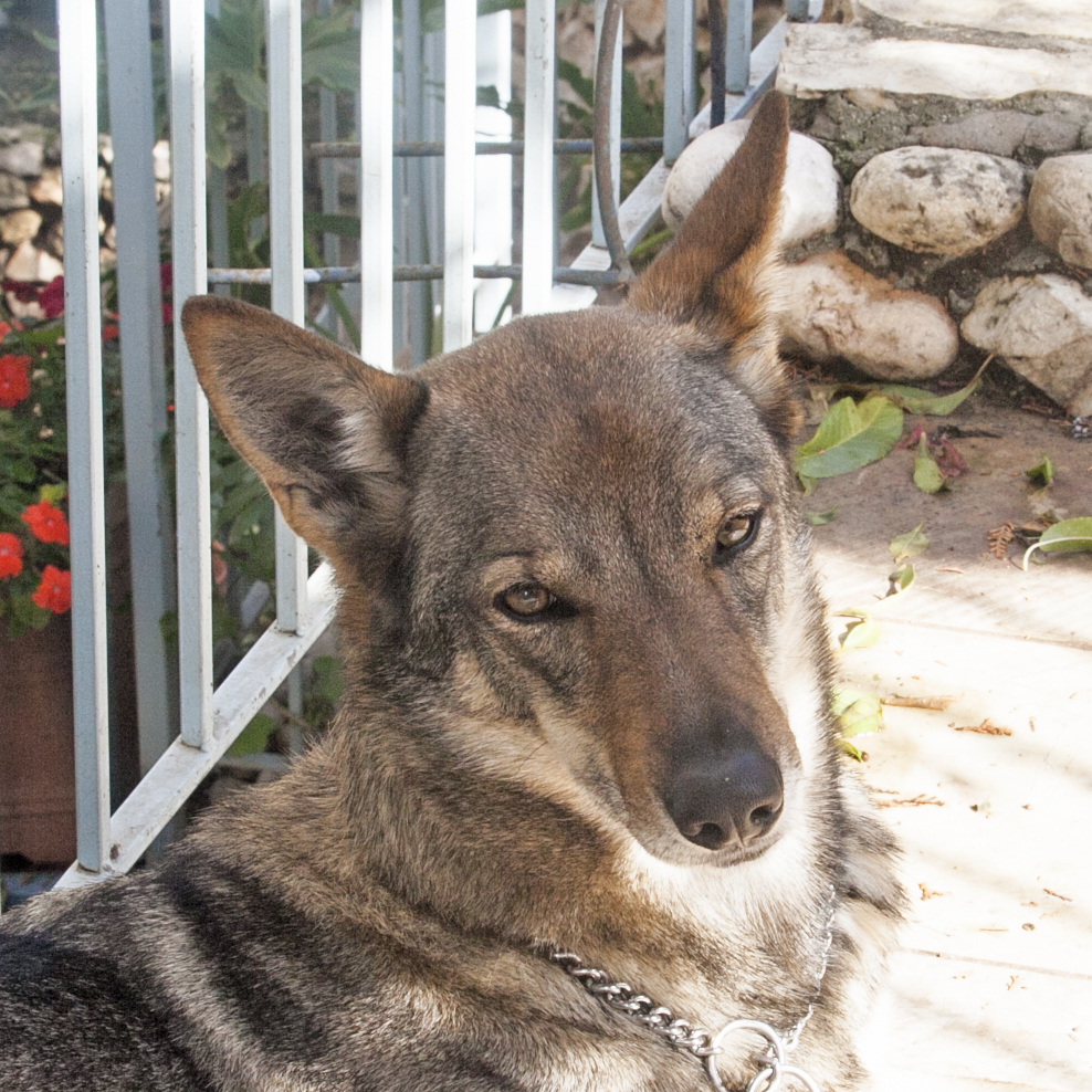 the dog is resting beside a white fence