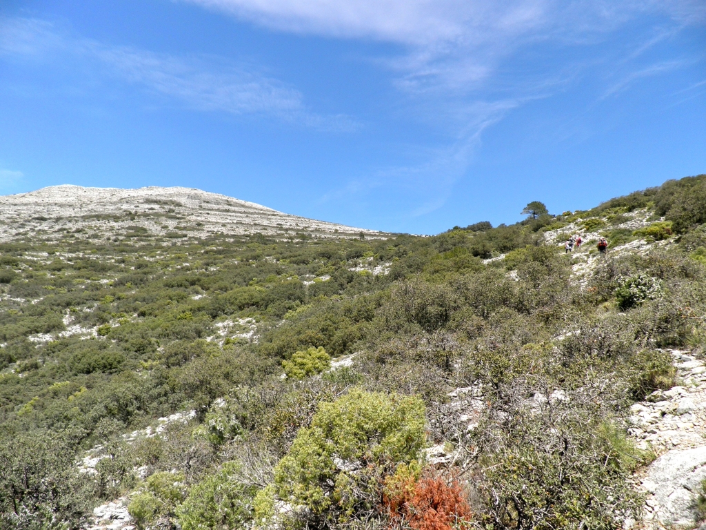 a hill with trees, rocks and plants growing on it