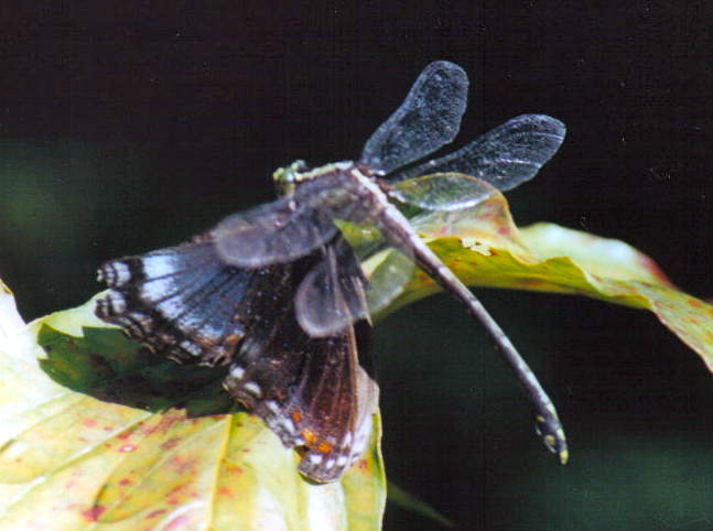 a close up of a black and gray insect on a plant