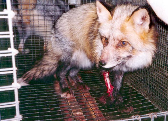 an adult red fox eating a dead item in a cage
