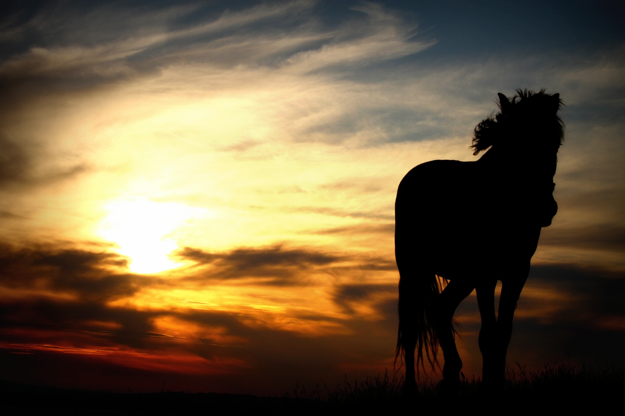 silhouetted horse with sun in the background