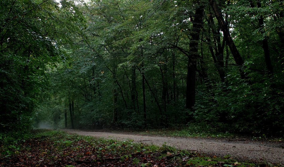 an empty road going through some green wooded woods