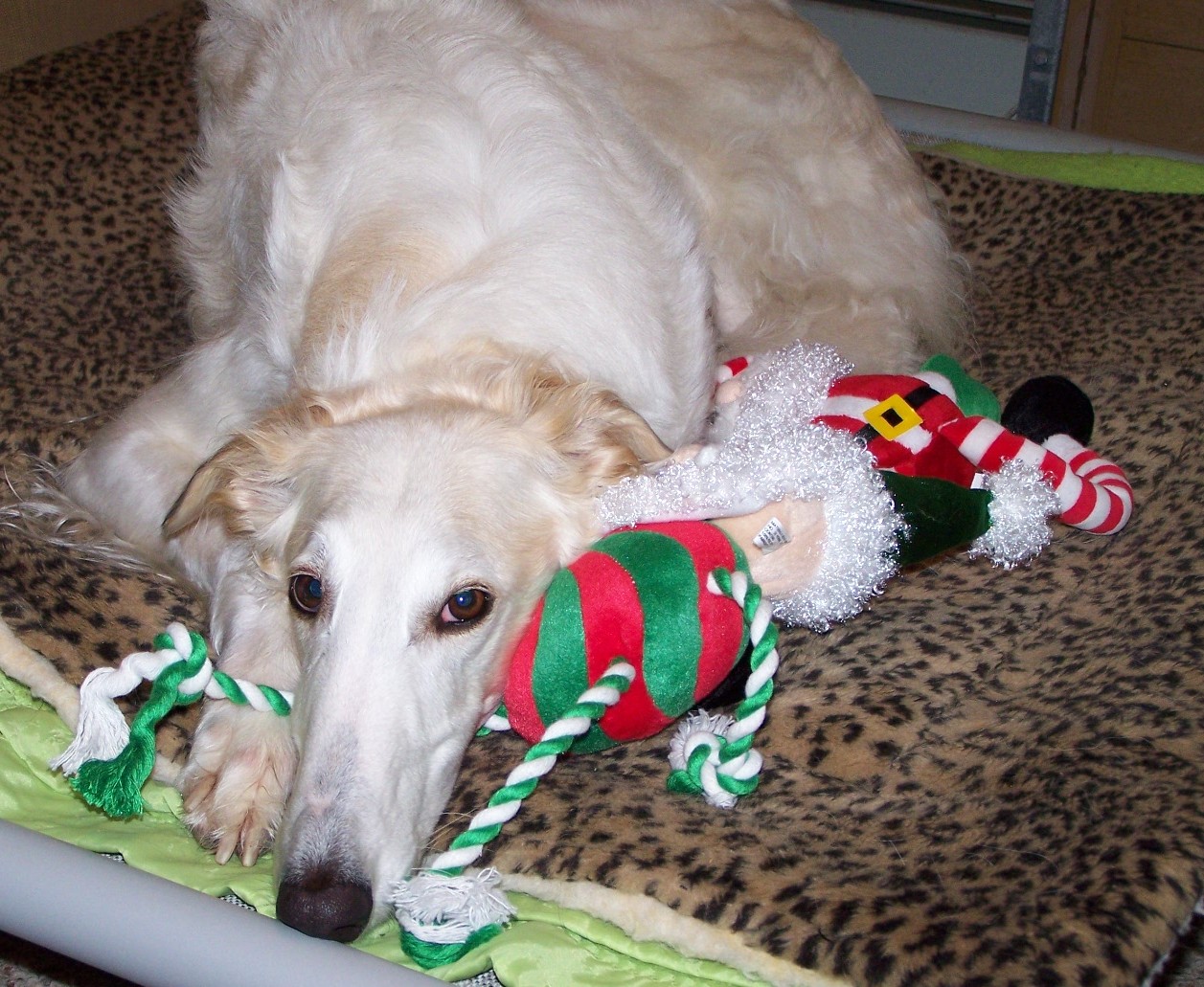 dog laying on a blanket playing with stuffed toys