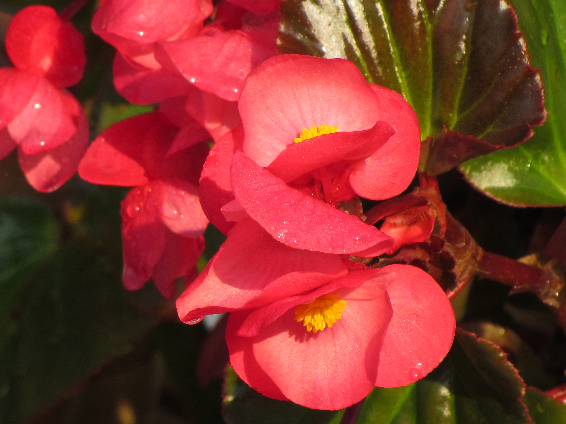 a bush with red flowers and green leaves