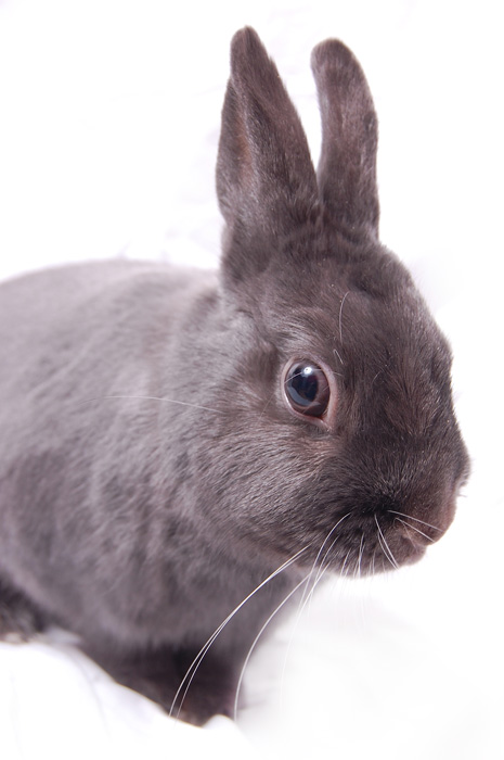a close up of a rabbit with it's ears slightly out