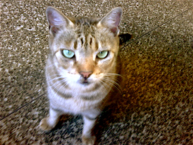 a cat with green eyes is on the floor