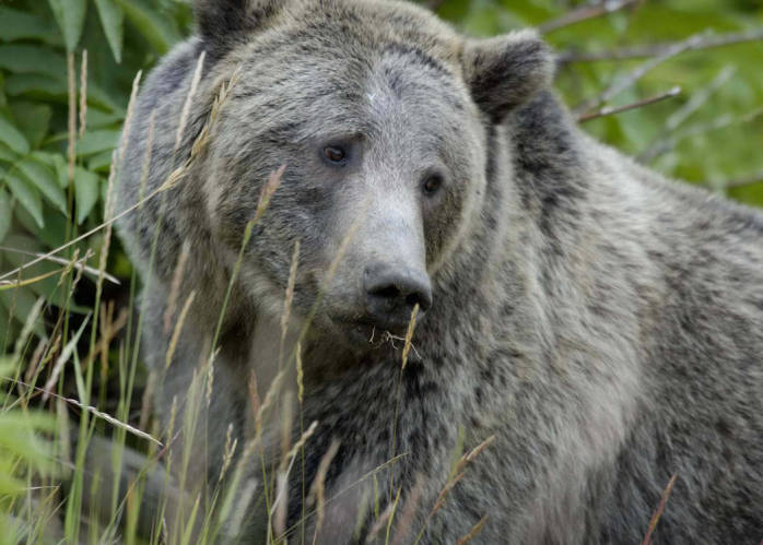 a large gray bear standing in some tall grass