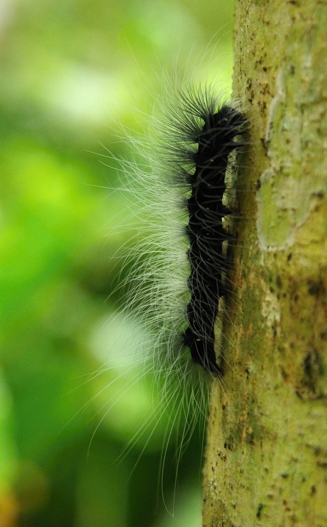 a black caterpillar is clinging to the side of a tree