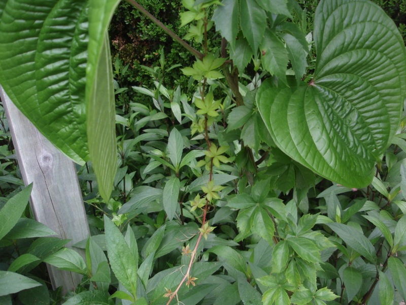 some kind of plant with leaves around it