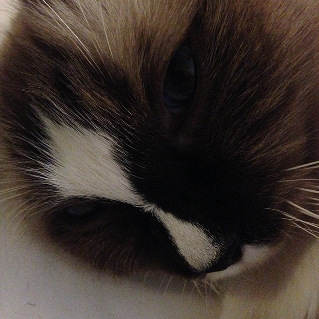 a brown and white cat is laying down