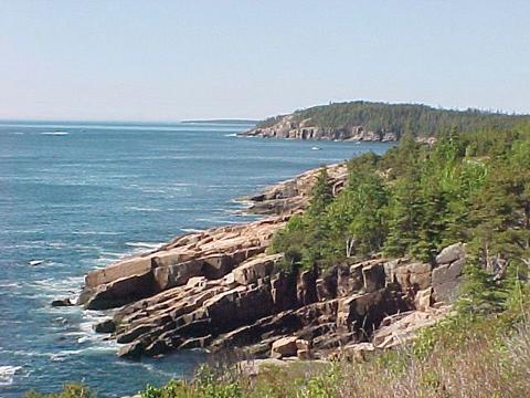 some bushes by the water and trees on a beach