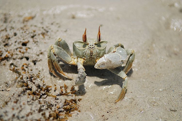 a small crab standing on a sandy shore