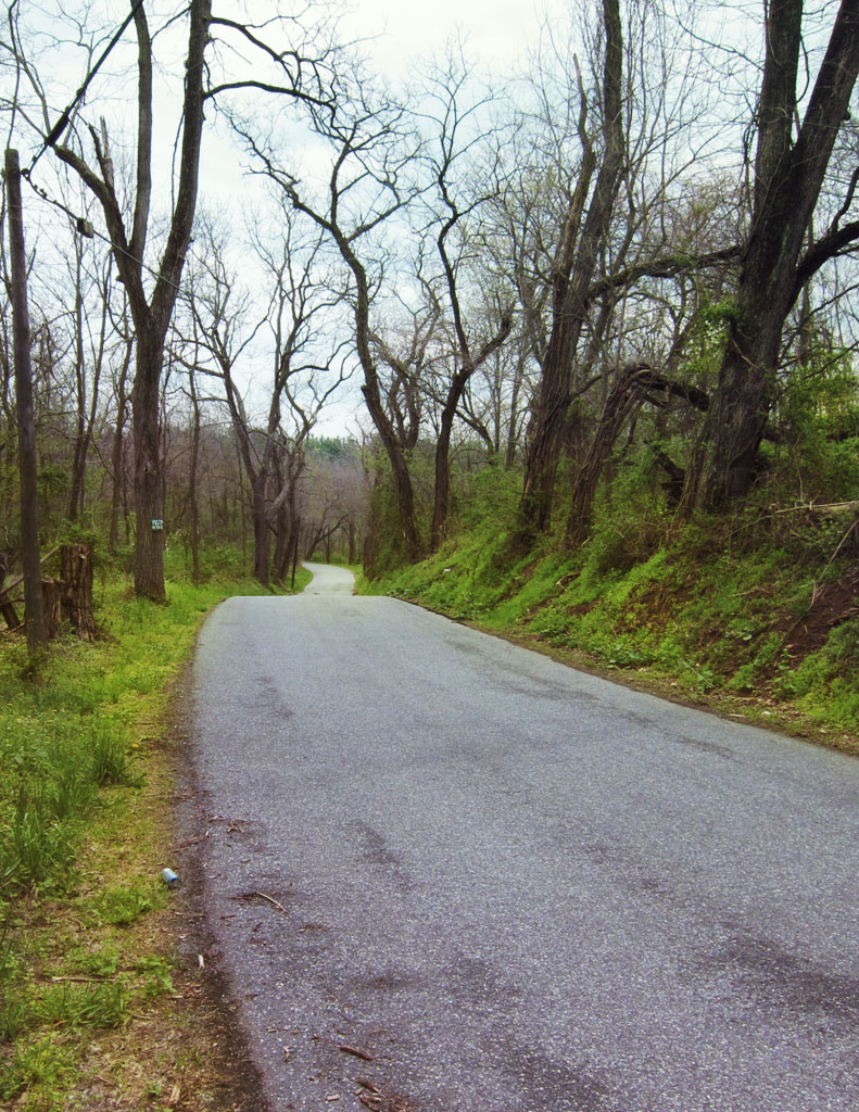 a road with grass and trees near a field