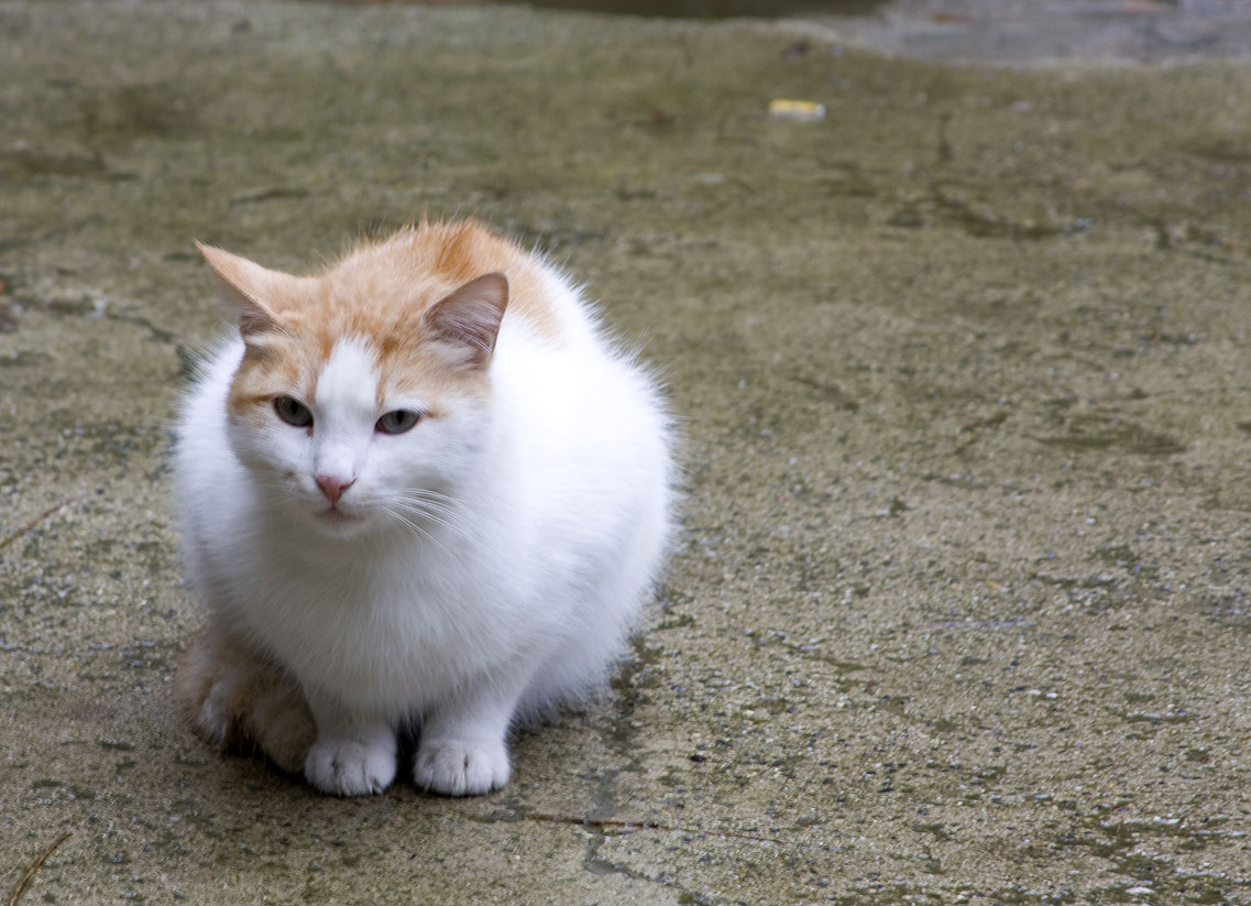 a cat is sitting on a ground and looking at the camera