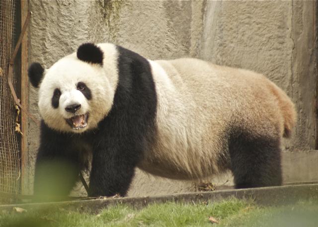 a panda bear is walking through an enclosure