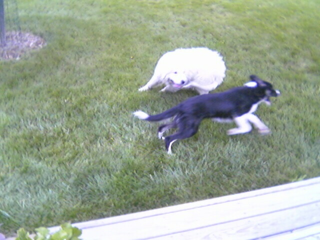 a dog and two white dogs playing in the grass