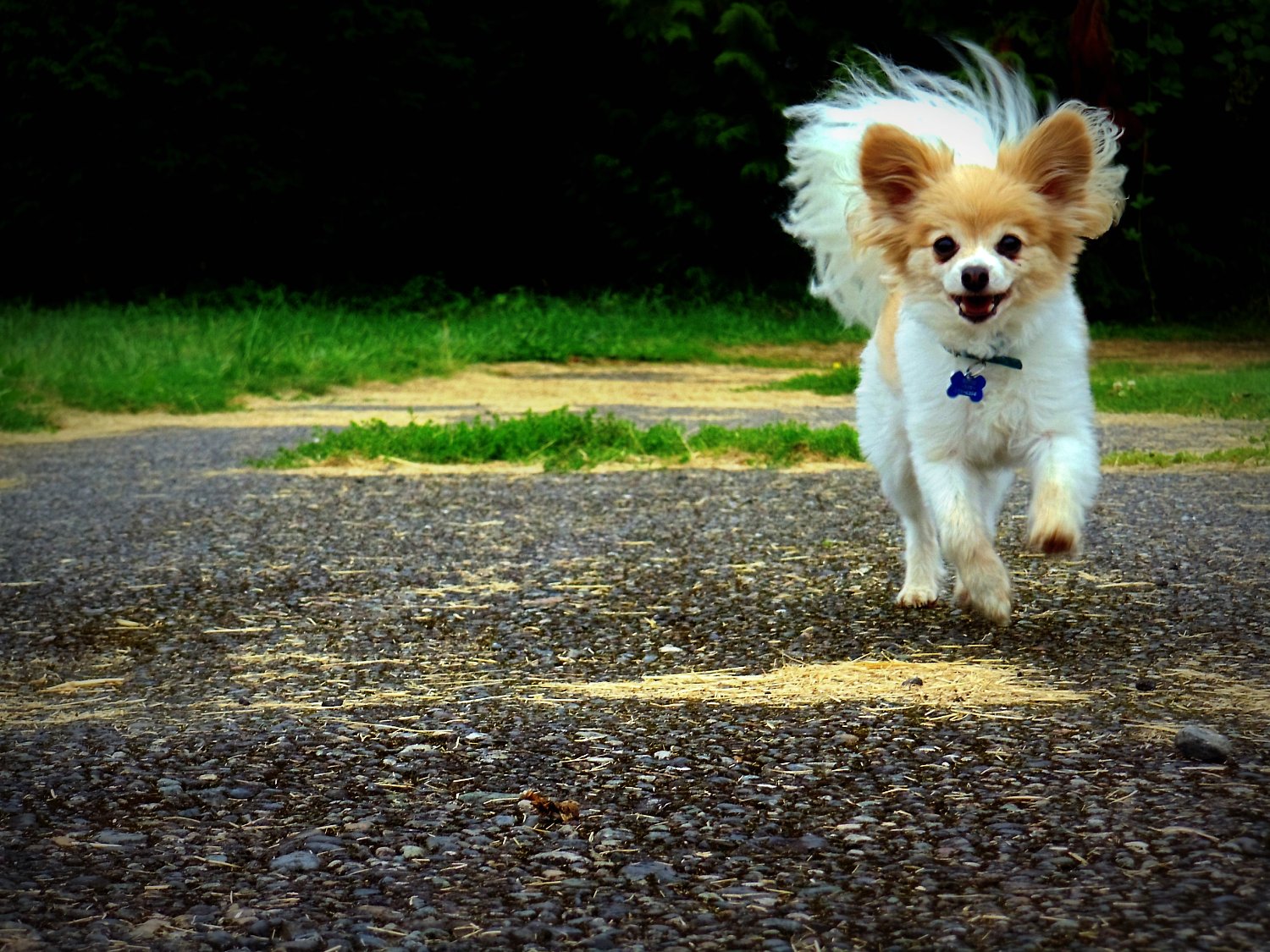a white and brown dog running on gravel