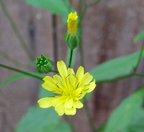 a small yellow flower sitting on top of a green plant