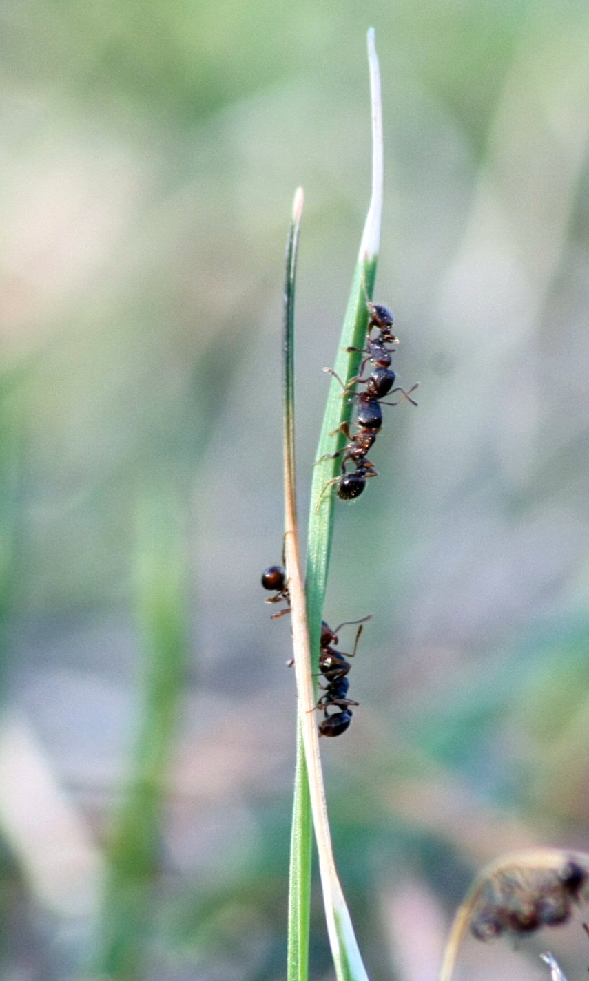 the small insect on the tall green stem is very close to the camera