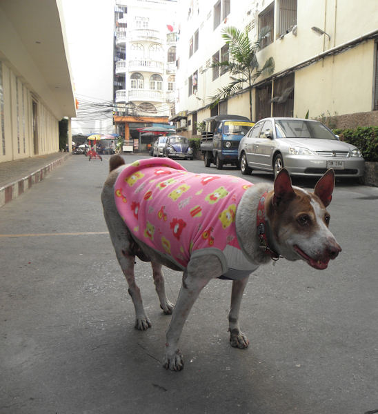 an image of a dog with a cloth on