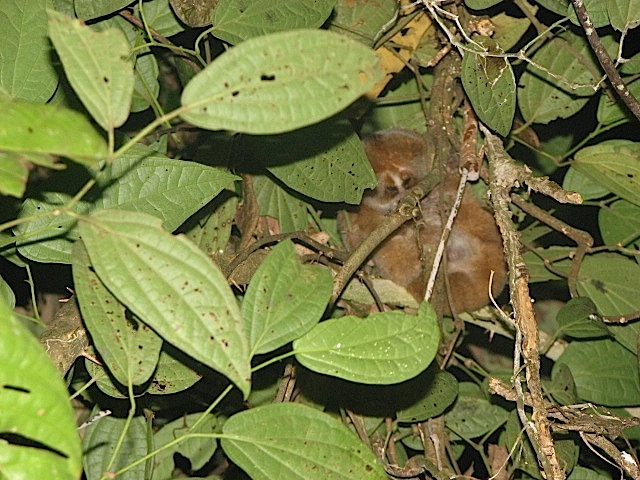 a small animal is in a tree among leaves