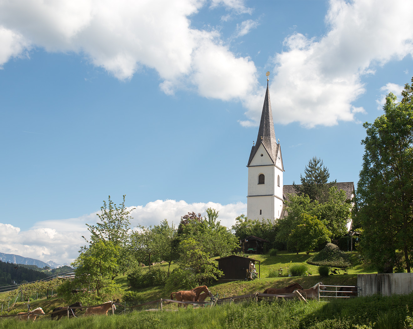 a church spire is shown on a grassy hillside with a herd of cows