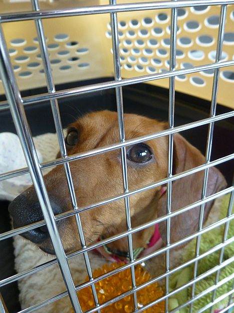 there is a dog that is sitting in his cage eating soing