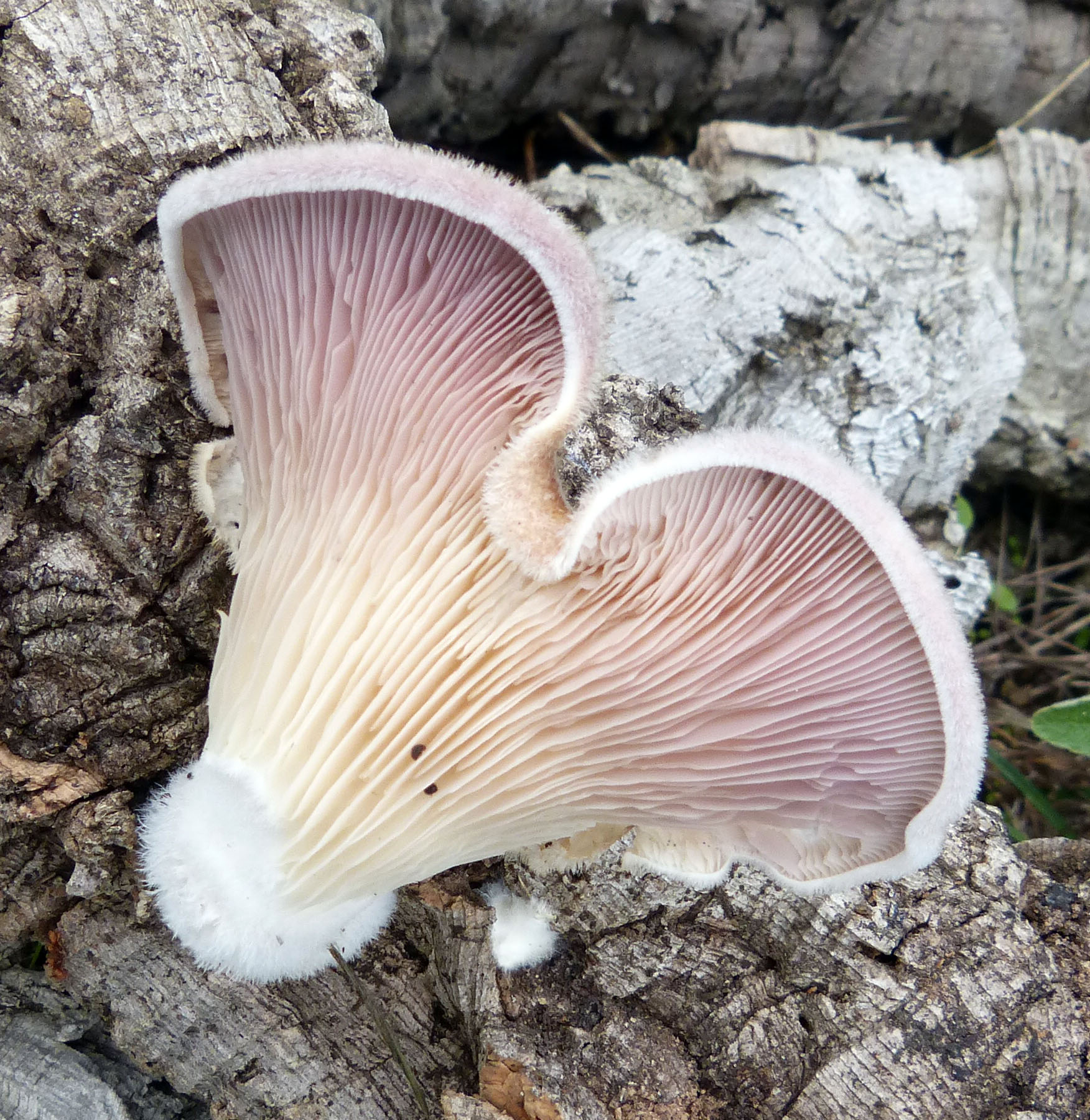 an enormous fungus grows on the bark of a tree trunk