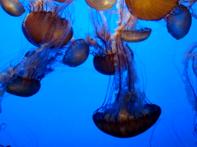 this is a group of jelly fish swimming in the water