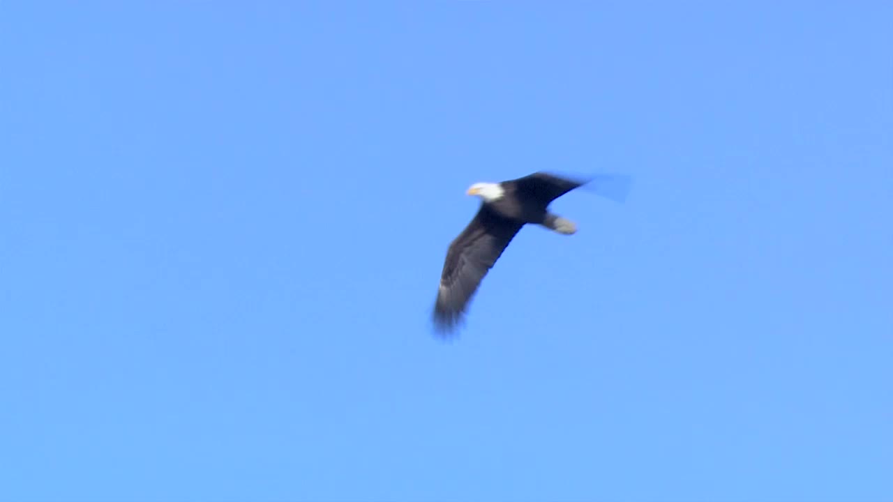 a black bird flying up in the air