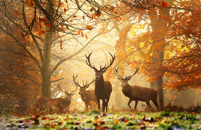 three deers are standing in the woods on a sunny day
