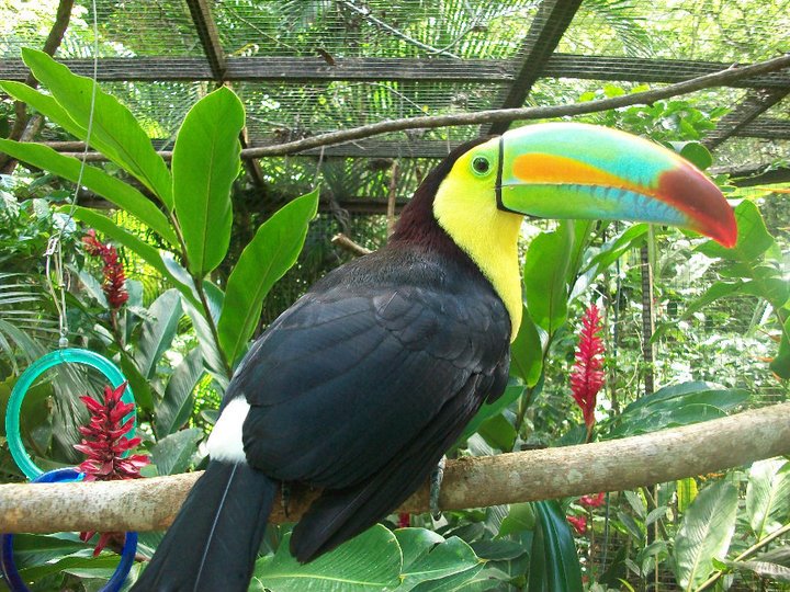 toucan with brightly colored beak sitting on a nch