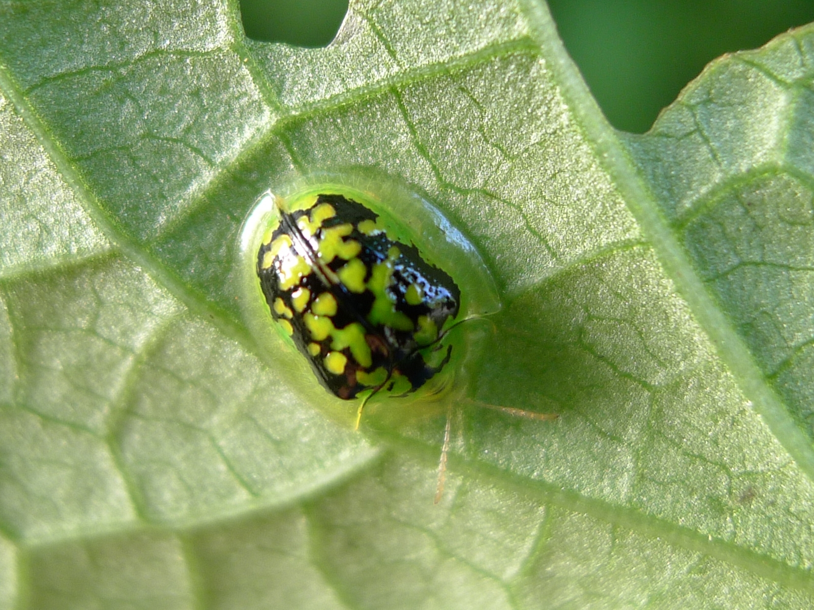 a green bug with yellow dots on it sitting on a leaf